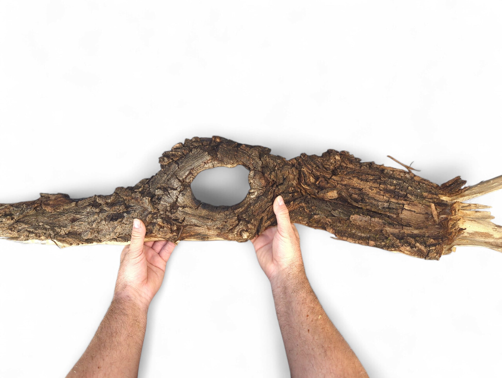 Irregular, dark brown driftwood with a prominent central oval hole and rugged bark texture, held by hands.