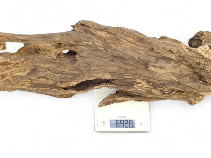 An elongated piece of gnarled, weathered driftwood, brown and gray, with holes, weighing 6928 on a white scale.