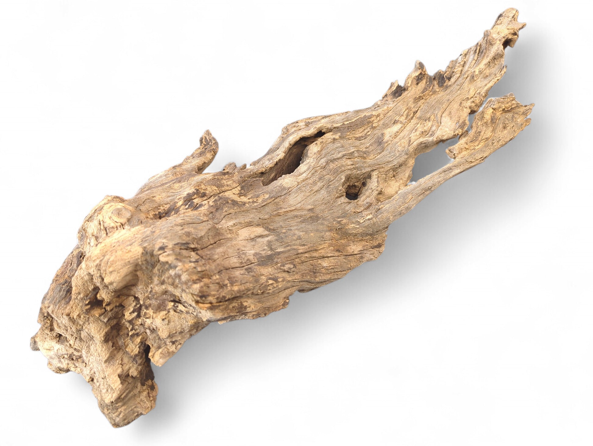 Irregularly shaped light brown and gray driftwood with a rough, eroded surface and natural holes on white background.