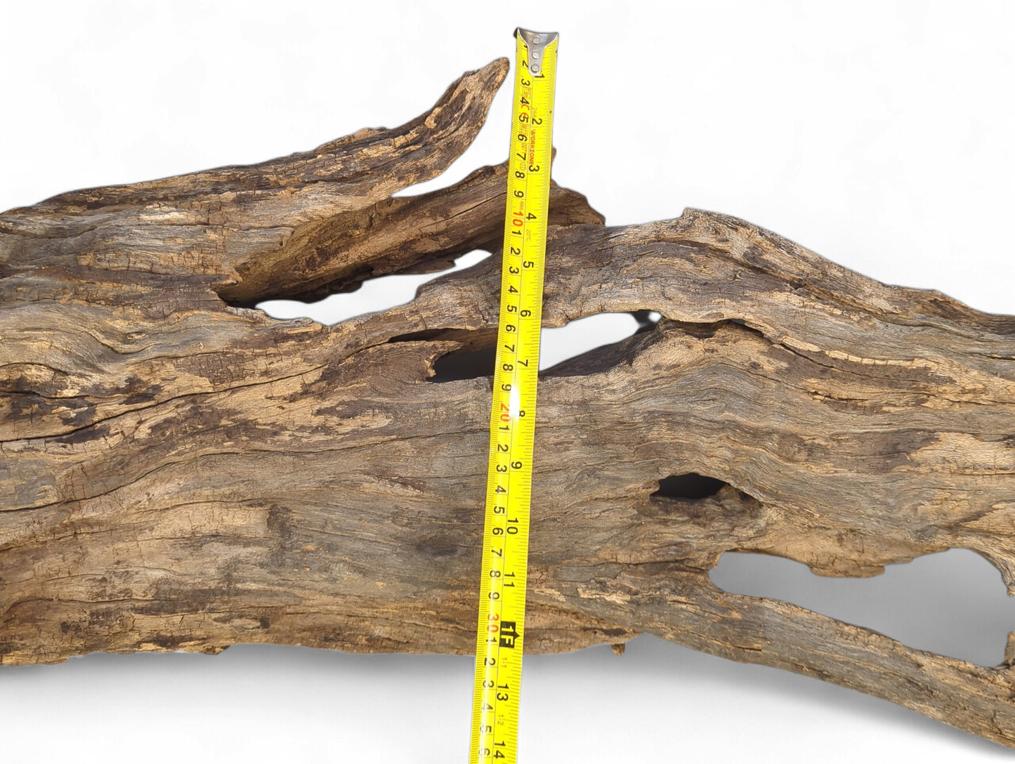 Gnarled driftwood, light brown and gray, with deep cracks and natural holes, measured by a yellow tape.