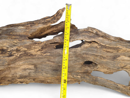 Gnarled driftwood, light brown and gray, with deep cracks and natural holes, measured by a yellow tape.