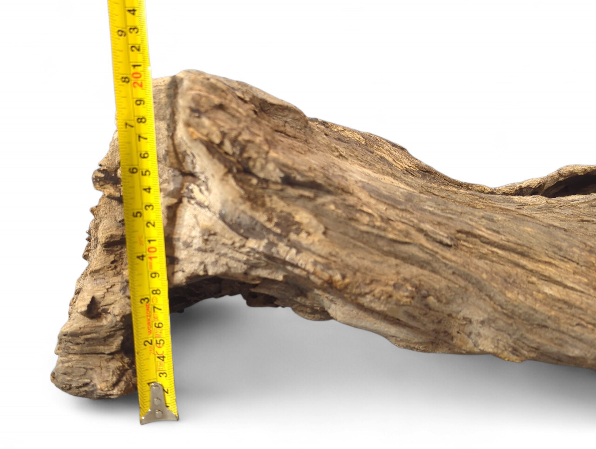 Weathered light brown and gray driftwood with an irregular eroded surface, measured by a yellow tape.