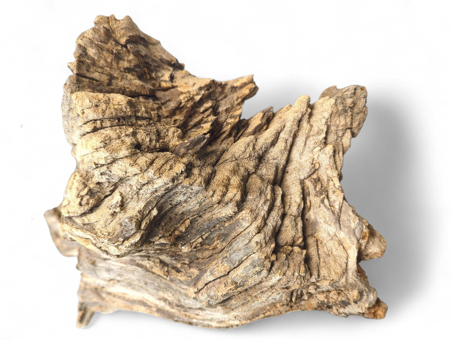Textured driftwood piece, gnarled and weathered, displaying varied light brown, beige, and gray tones.