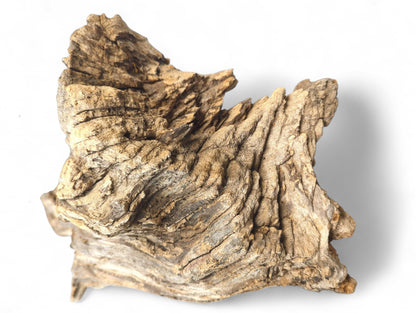 Textured driftwood piece, gnarled and weathered, displaying varied light brown, beige, and gray tones.