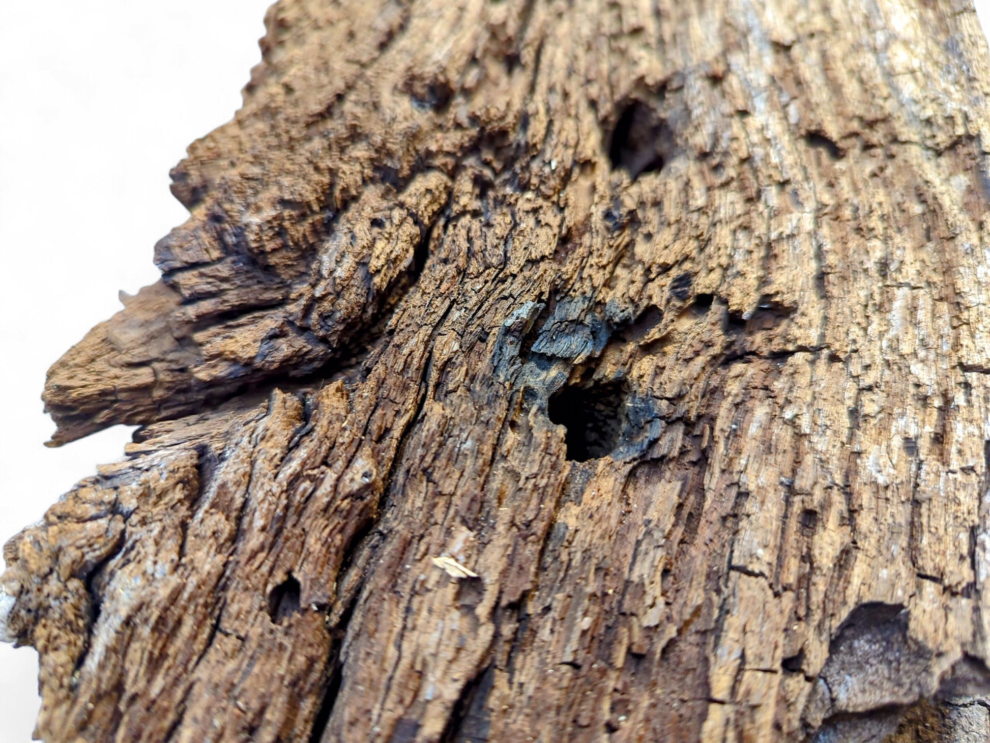 Irregularly shaped dark brown reclaimed wood fragment displaying a deeply textured, flaking, and crumbly surface with holes.