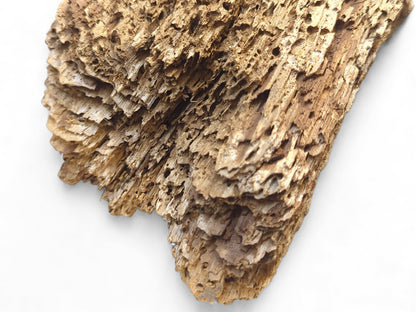 Golden-brown, weathered wood fragment displaying a deeply textured, crumbly, fragile, and extensively flaking surface.