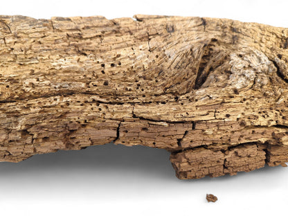 Light brown wood fragment showing deep cracks, numerous holes, and a severely weathered, crumbly surface.