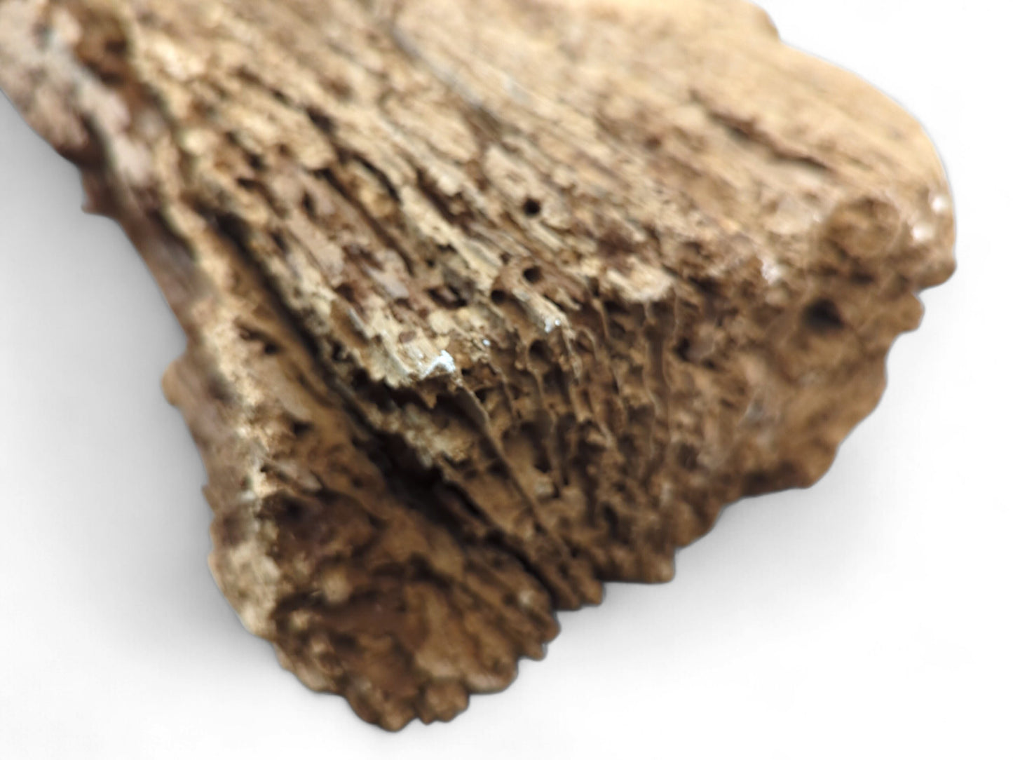 An aged, brown reclaimed wood fragment with deep cracks, a fragile, severely flaking, and crumbly surface.