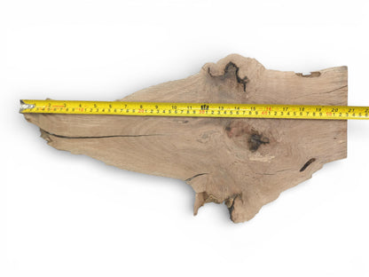 Top view of a live-edge oak slab with a yellow tape measure showing its full length.
