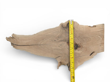 Overhead view of an irregular, unfinished oak plank with a measuring tape displaying its width dimension.