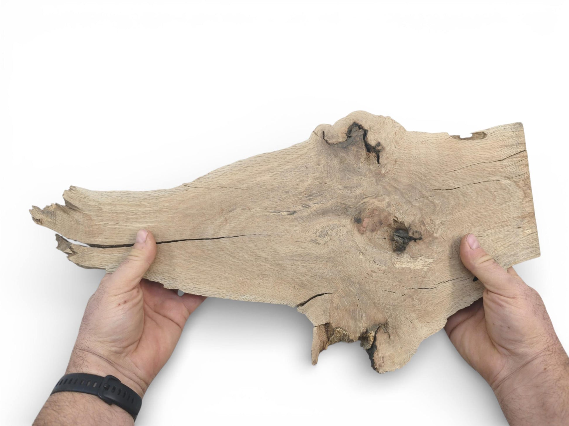 A person's hands present an irregular, raw-edged oak board, showing its scale and surface details.