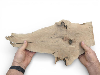 A person's hands present an irregular, raw-edged oak board, showing its scale and surface details.
