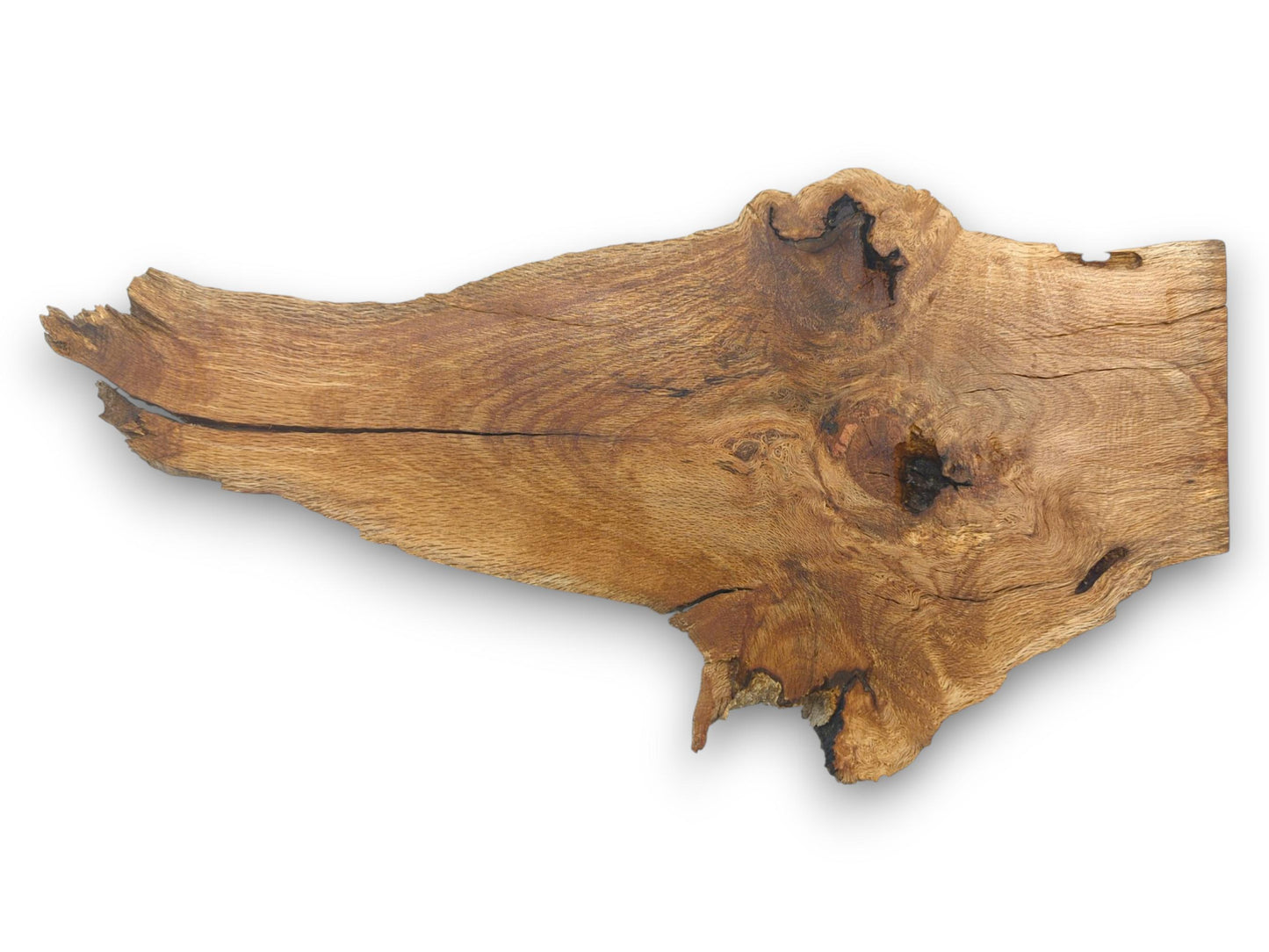 An elongated section of knotted oak wood showing a split running across its textured grain surface.