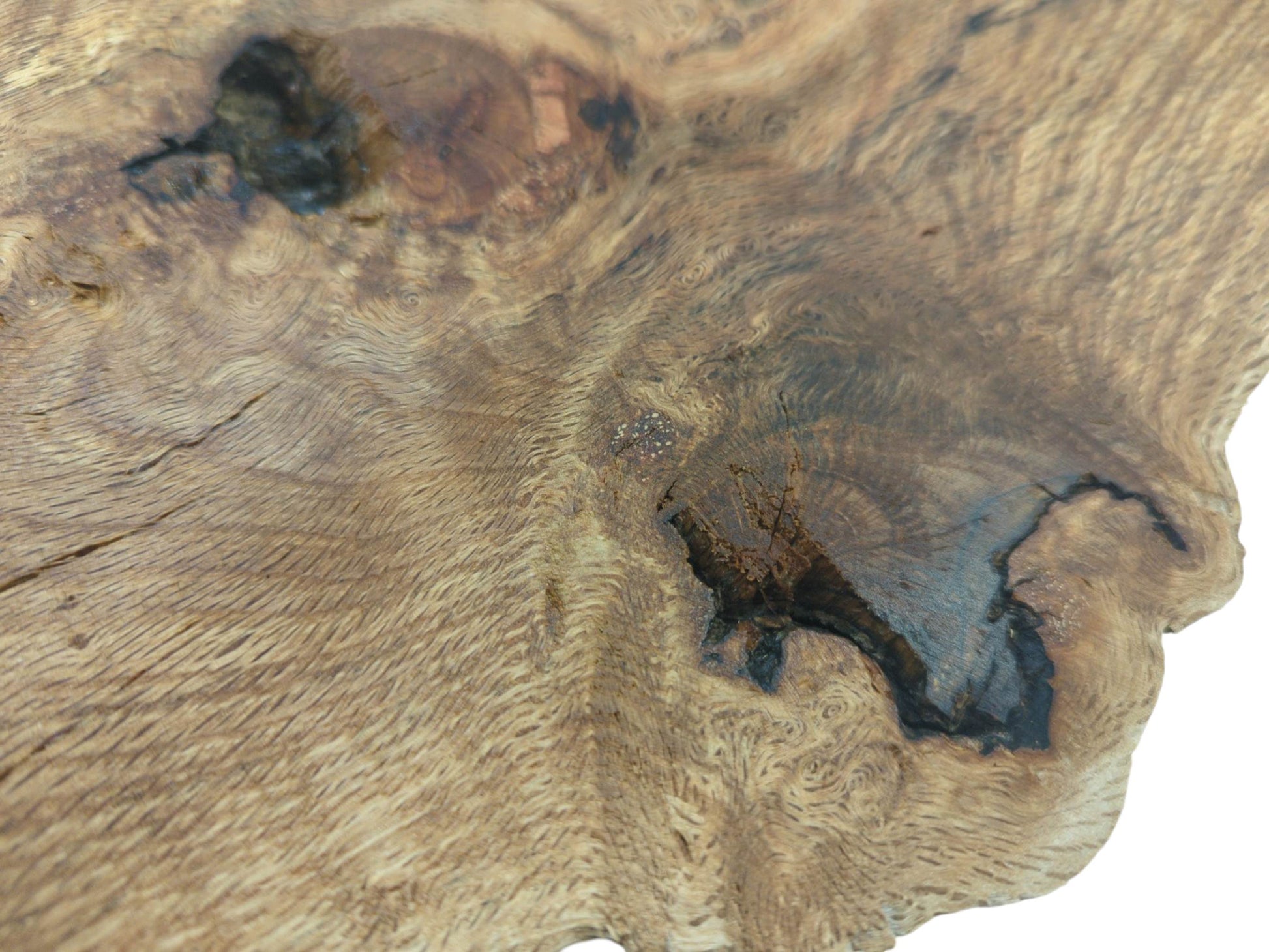 A close-up perspective on a raw oak piece, revealing its ridged grain texture and dark knots.