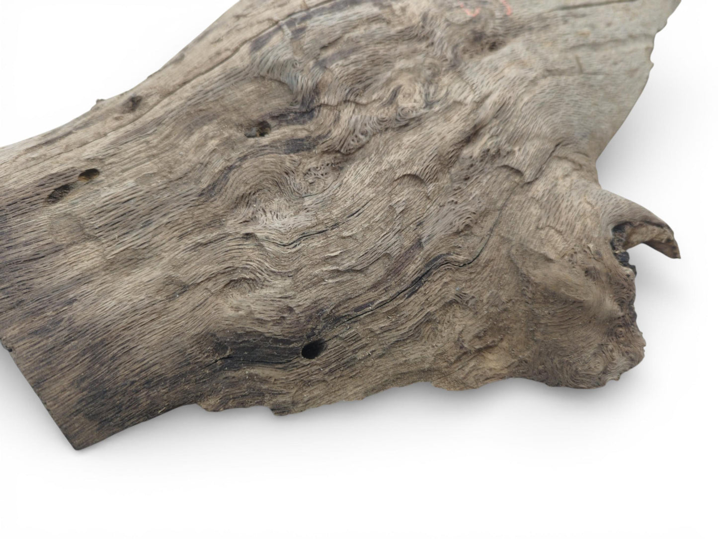 A raw oak slab seen from an angle, highlighting its intricate, wavy grain and surface holes.