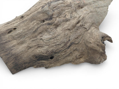 A raw oak slab seen from an angle, highlighting its intricate, wavy grain and surface holes.