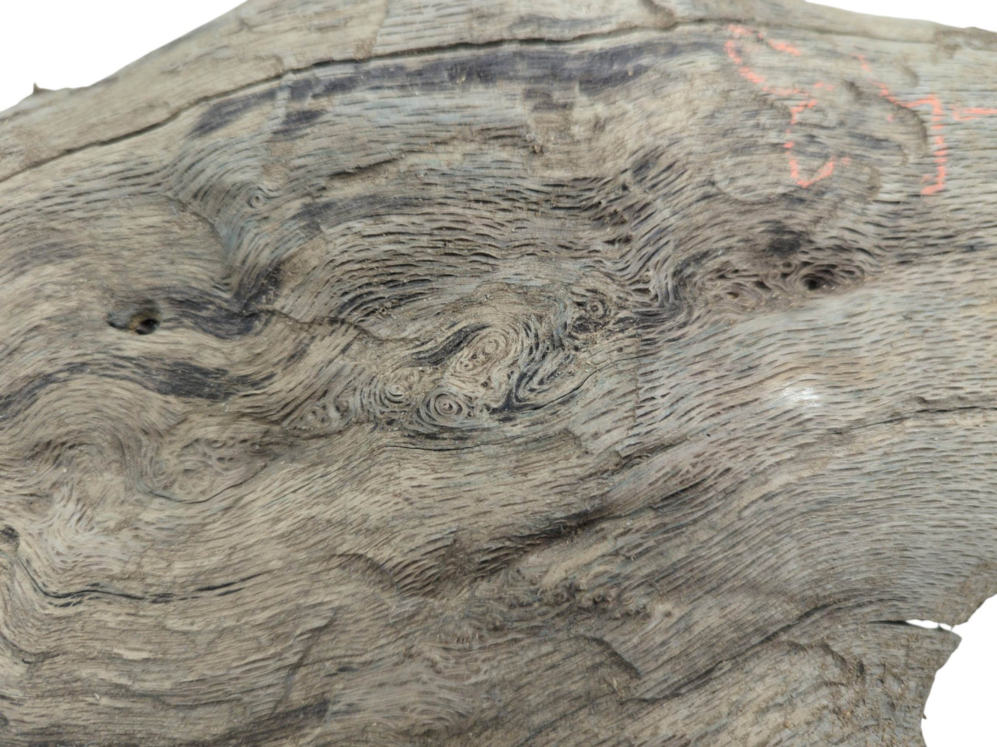 A macro view of grey-toned oak with a grooved surface and a dense cluster of burls.