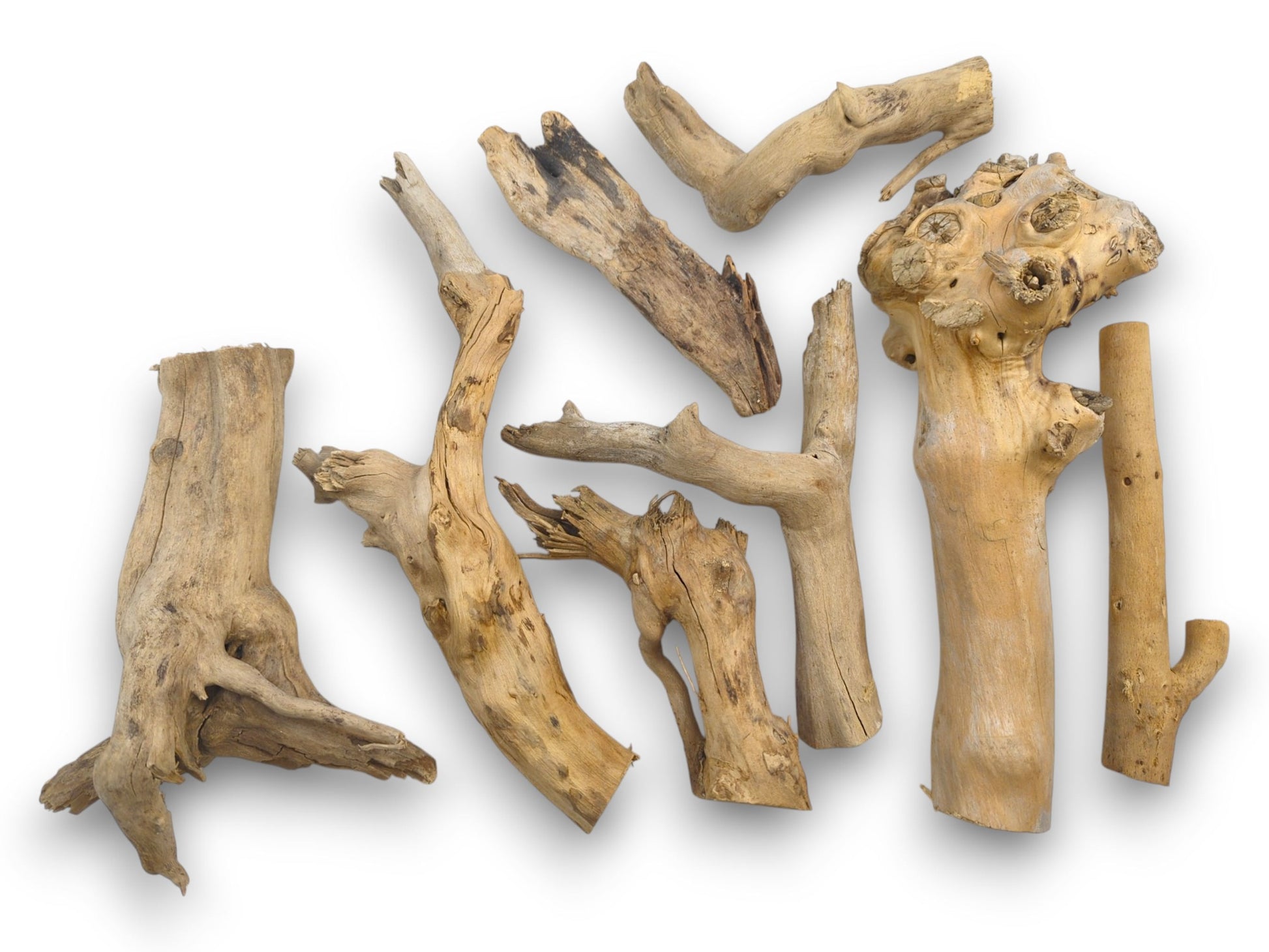 A flat-lay assortment of elderberry wood pieces, showcasing a variety of natural shapes, sizes, and tones.