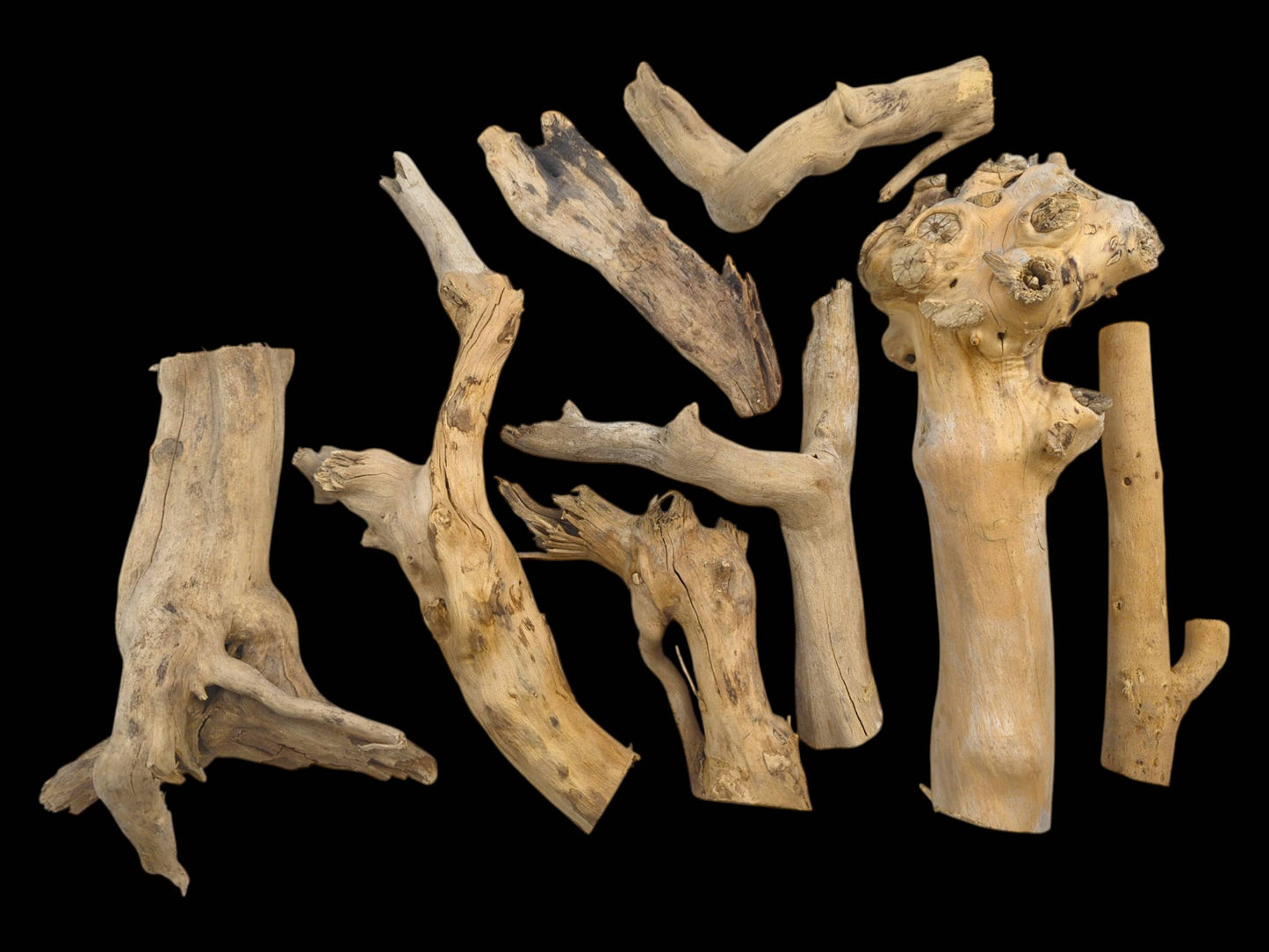 A flat lay view of various sculptural elderberry wood sections, showing their diverse, gnarled, and branched forms.