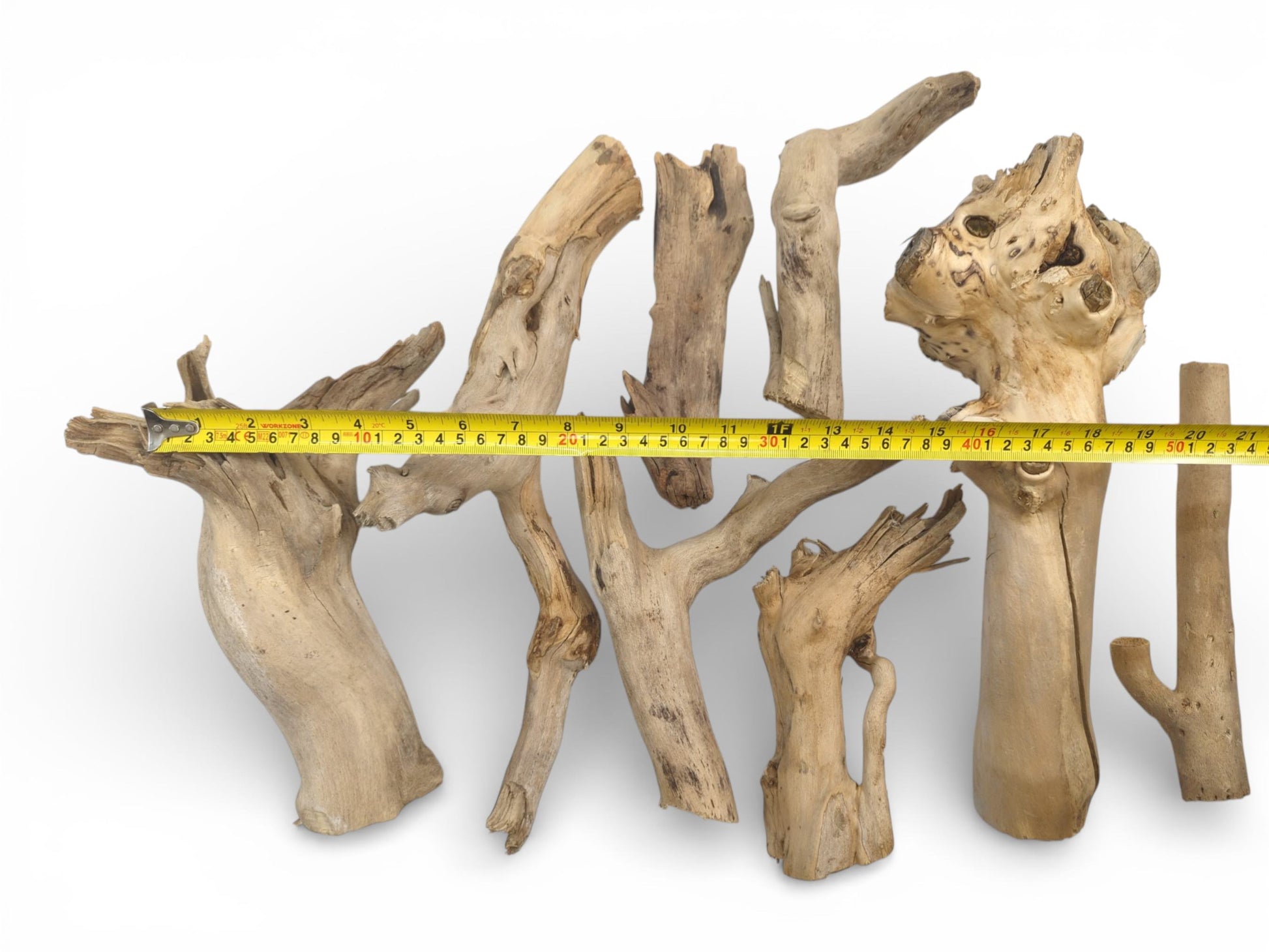 A grouping of light-tan elderberry root sections with a yellow tape measure providing a size reference.