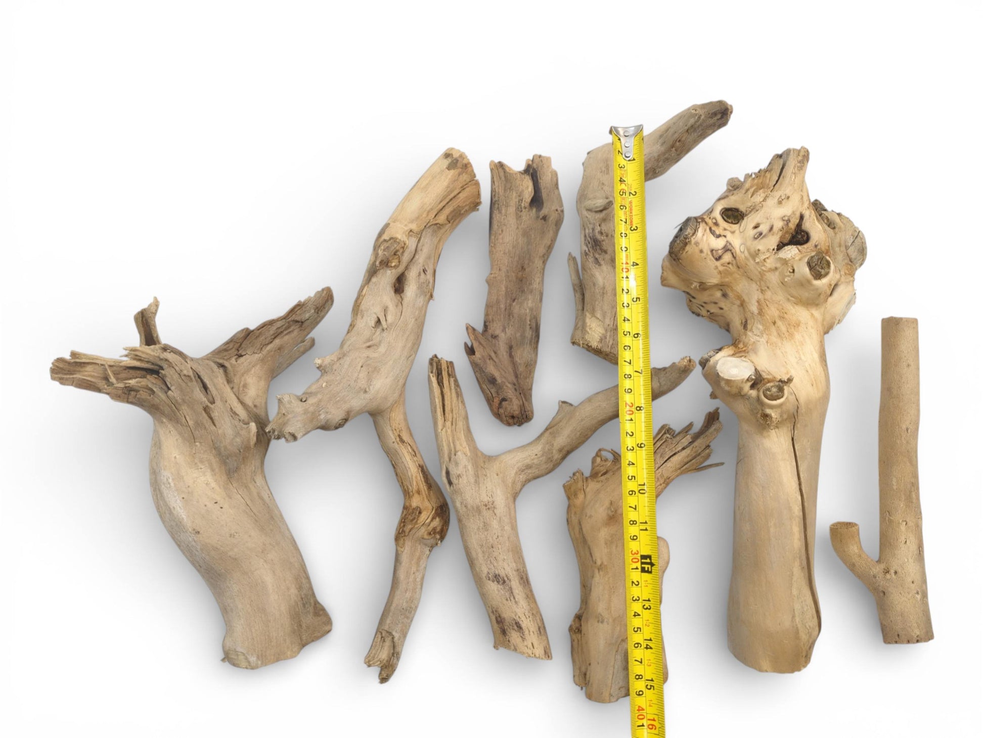 Several light-toned, irregularly shaped elderberry wood pieces arranged alongside a yellow ruler for measurement.