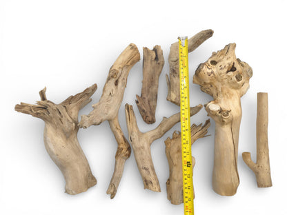 Several light-toned, irregularly shaped elderberry wood pieces arranged alongside a yellow ruler for measurement.