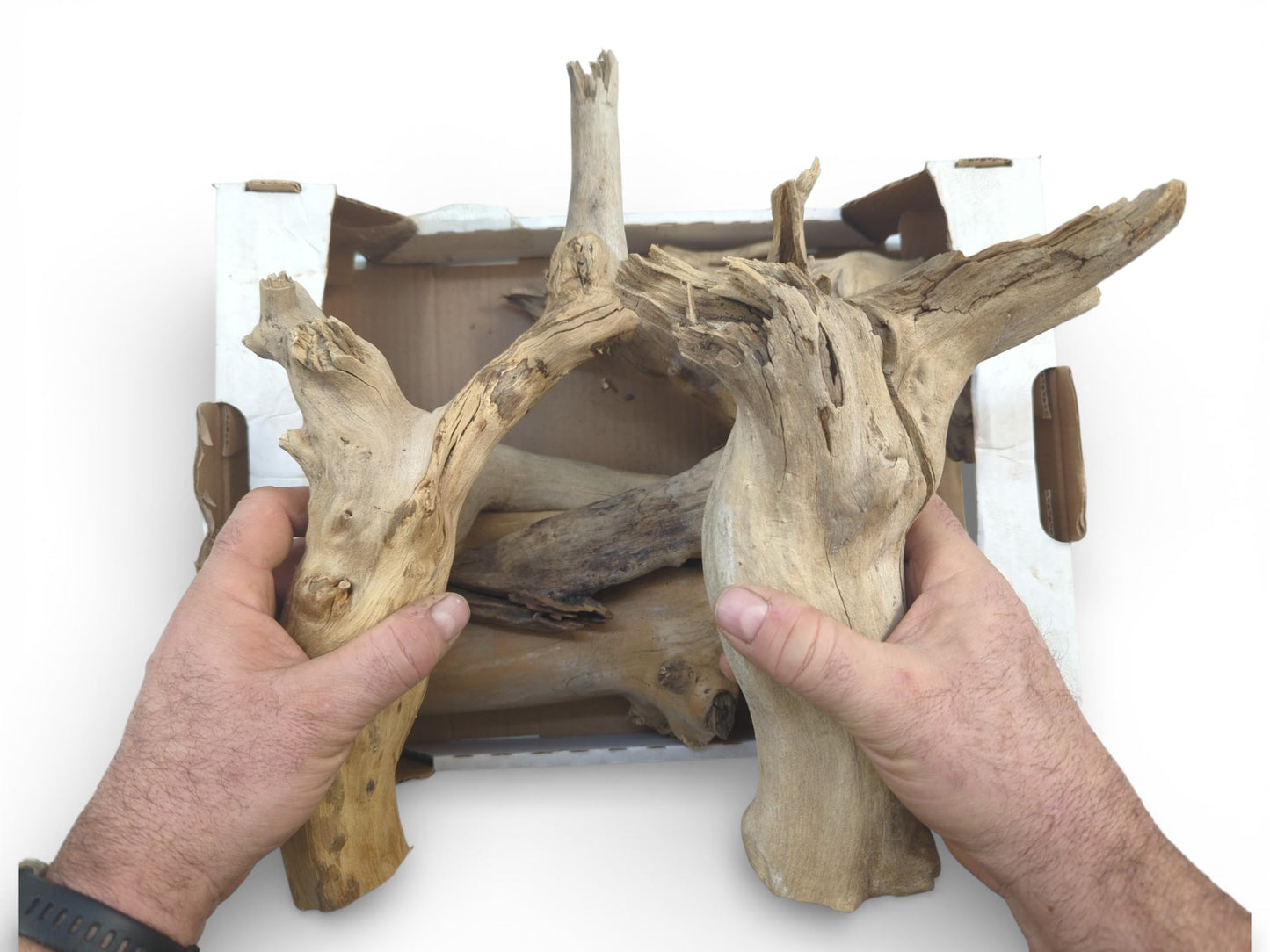 Hands lifting two large, tan elderberry root sections to show their form above a box.
