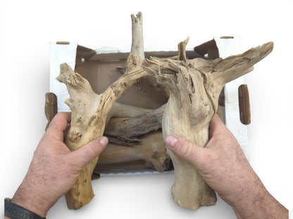 Hands lifting two large, tan elderberry root sections to show their form above a box.