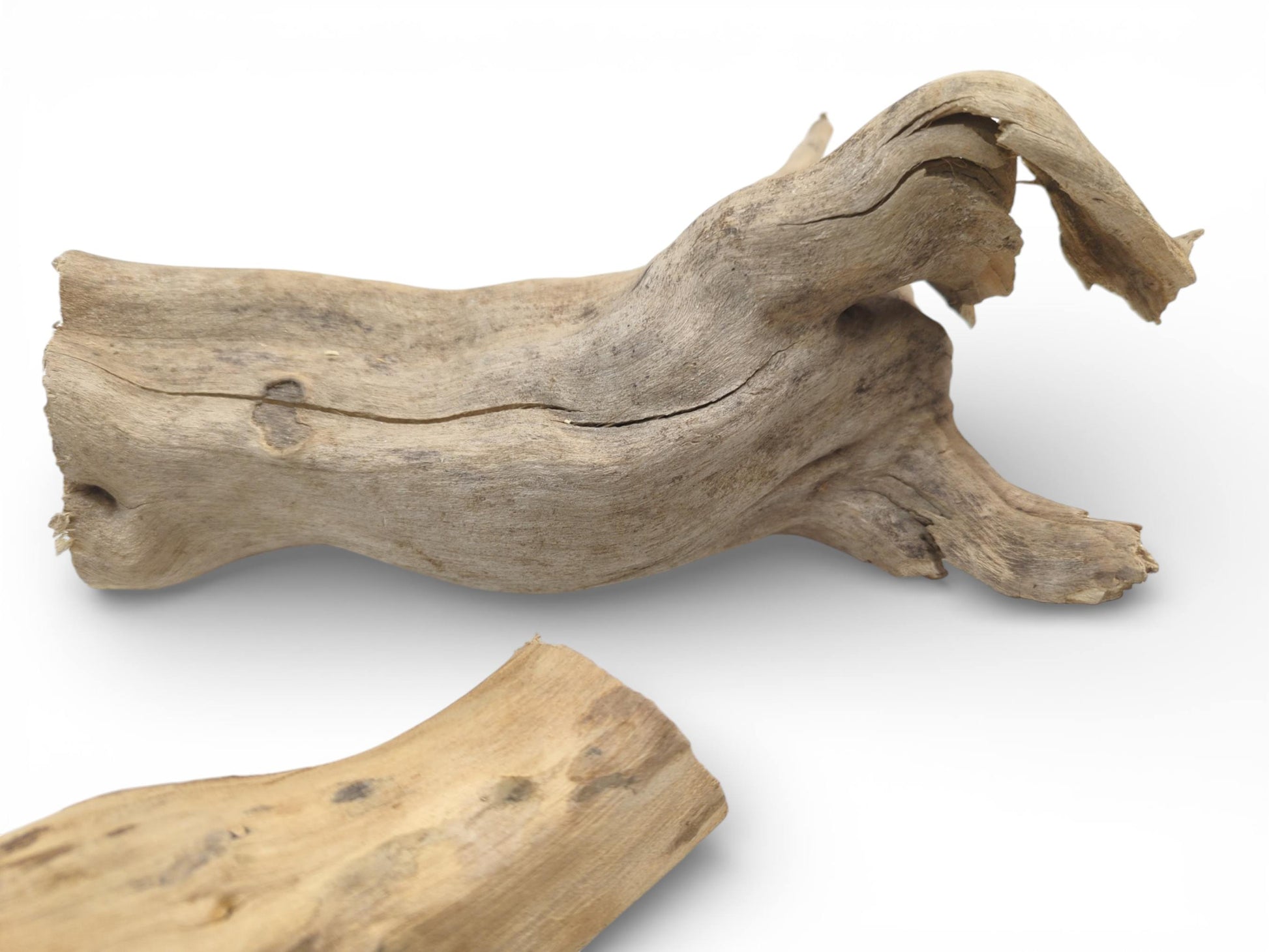 A gnarled elderberry root with a twisting, splintered tip is placed behind a smooth segment.