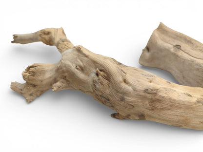 Detailed shot of a light-brown elderberry branch, highlighting its complex, forked shape and contoured surface.