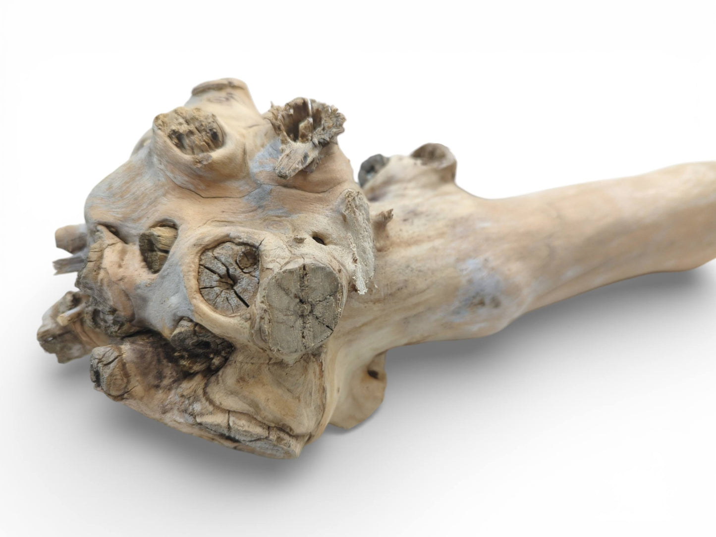 A pale elderberry wood piece displays a large, knot-covered burl attached to a simpler, straight limb.