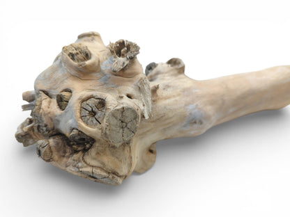 A pale elderberry wood piece displays a large, knot-covered burl attached to a simpler, straight limb.