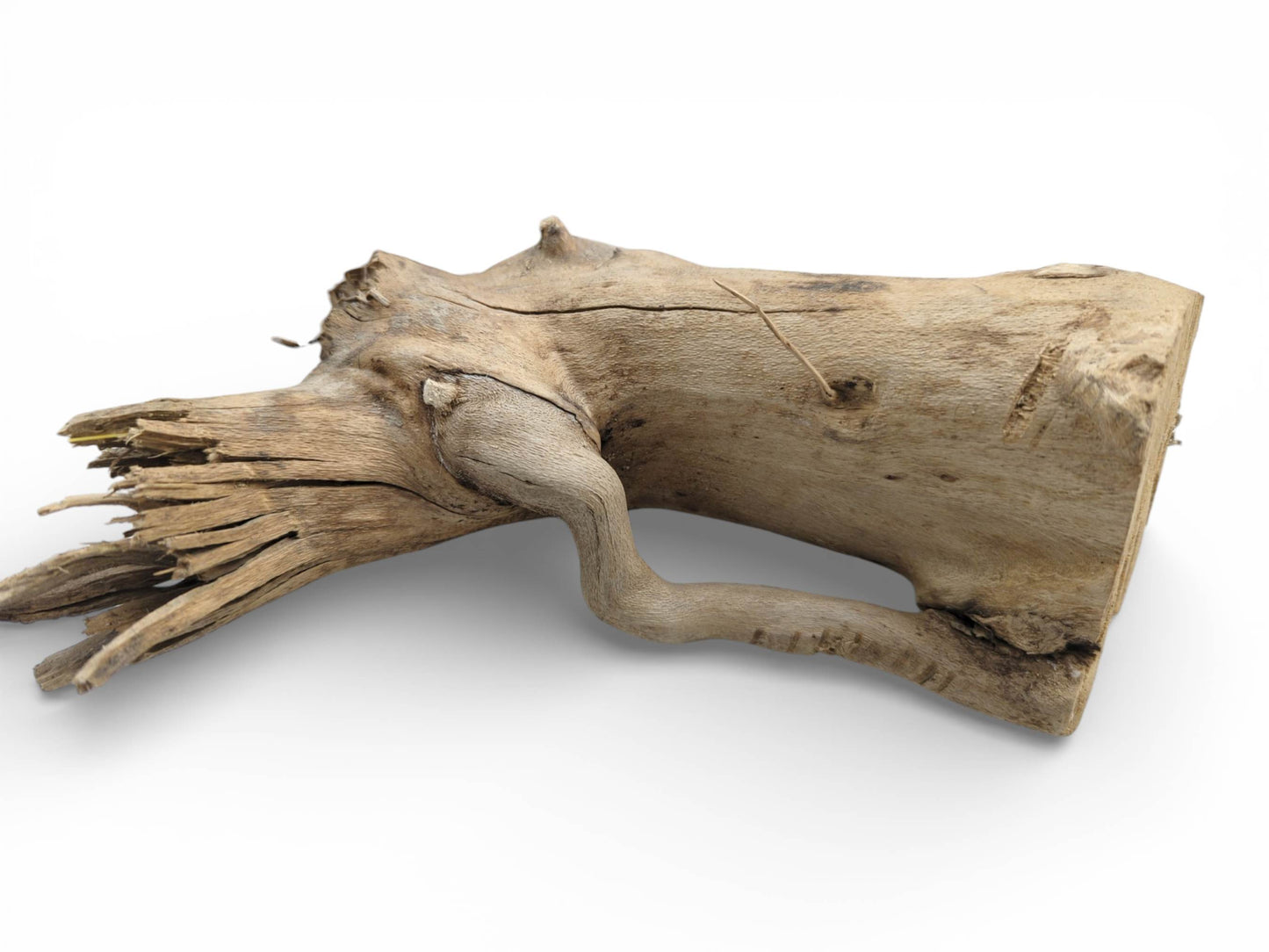 A single, weathered elderberry wood piece featuring a thick body, frayed tip, and a curving offshoot.