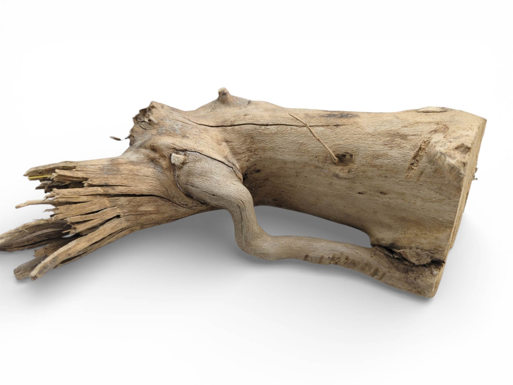 A single, weathered elderberry wood piece featuring a thick body, frayed tip, and a curving offshoot.