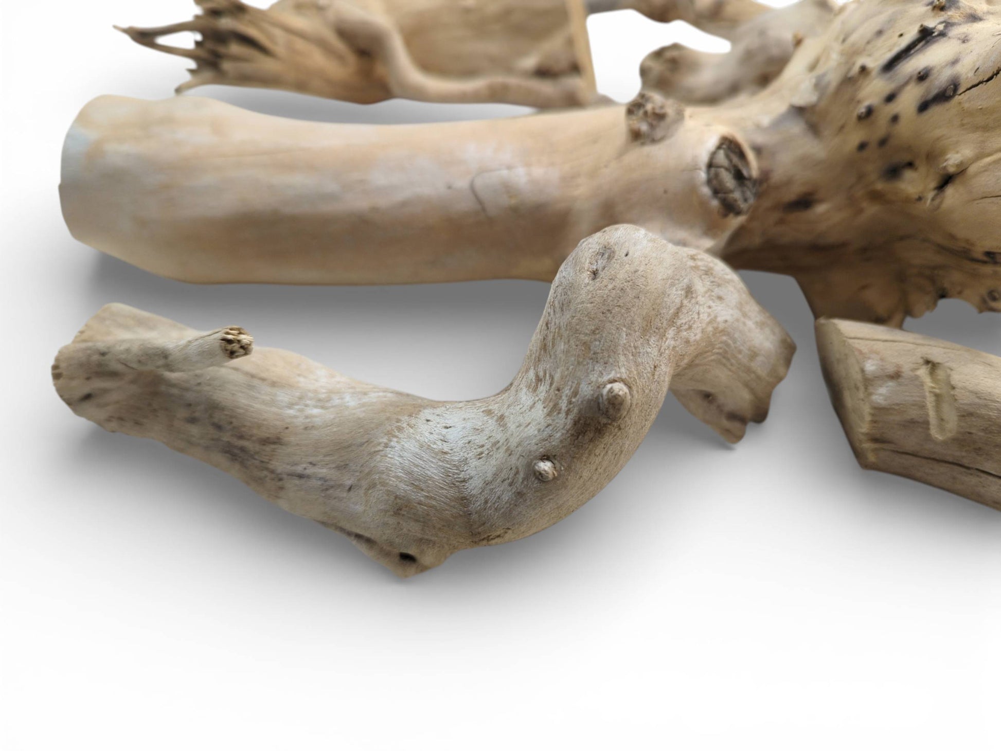 A cluster of light-colored elderberry wood, highlighting a bent, bumpy branch before larger, smoother segments.