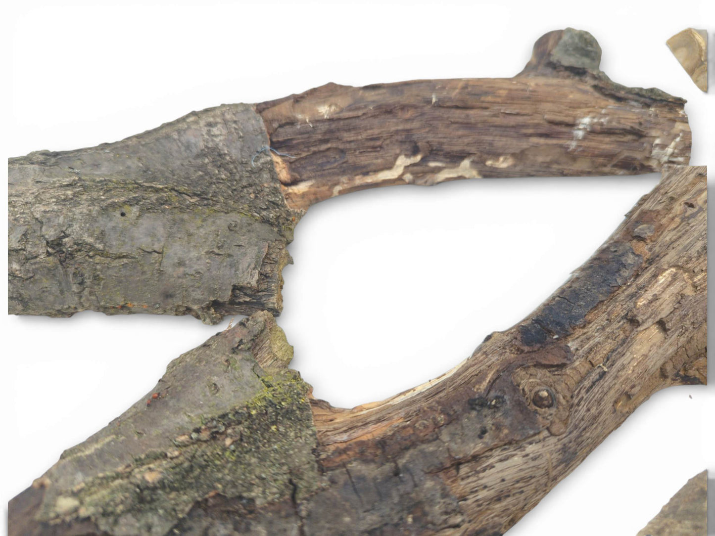 An arrangement of two split branches shows weathered gray bark and exposed, striated brown inner wood.