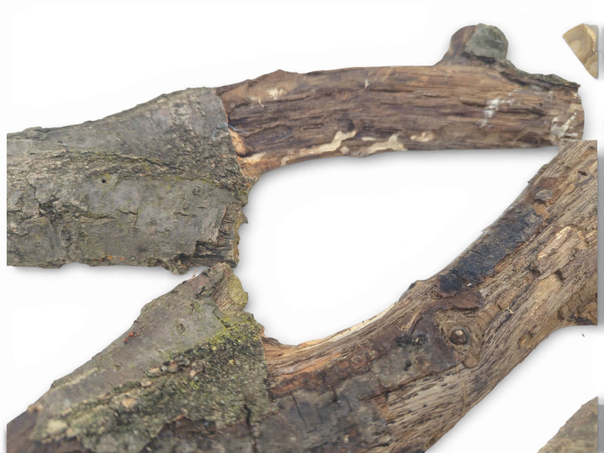 An arrangement of two split branches shows weathered gray bark and exposed, striated brown inner wood.