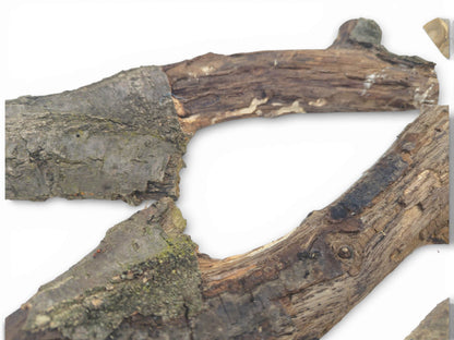 An arrangement of two split branches shows weathered gray bark and exposed, striated brown inner wood.