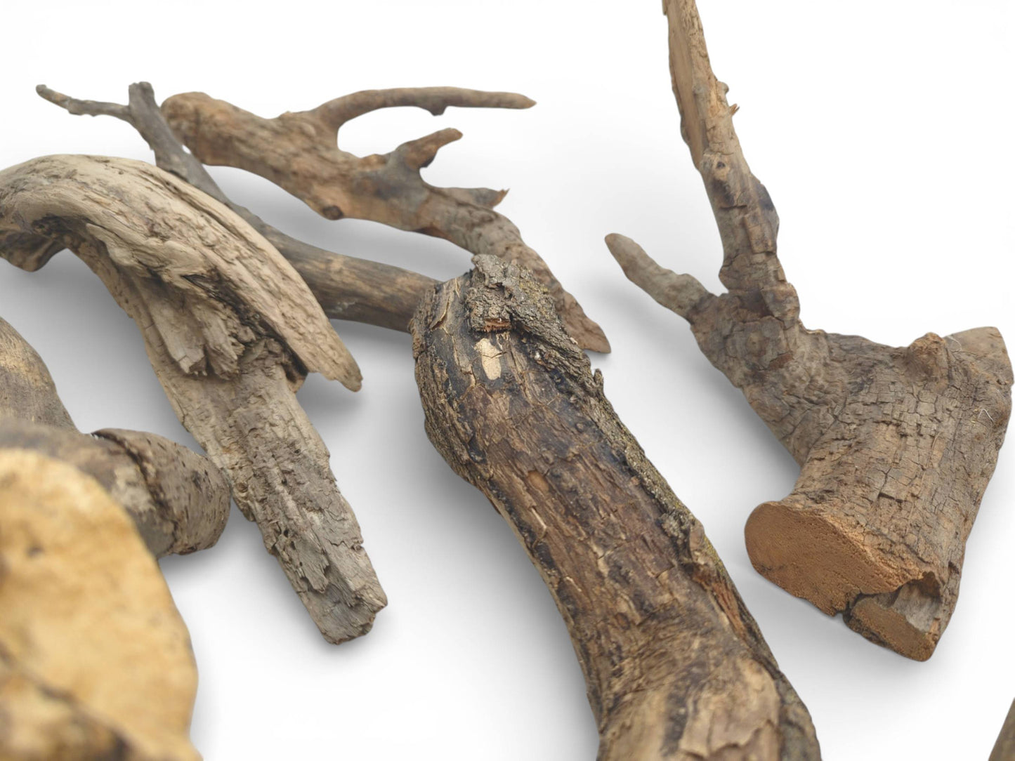 An eye-level perspective displays the gnarled forms and coarse, fissured bark of several natural branches.