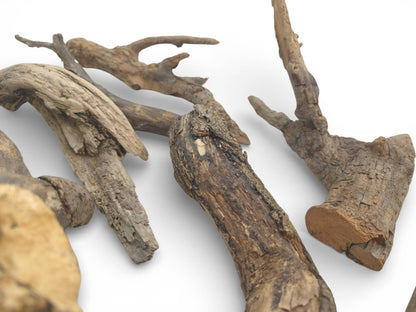 An eye-level perspective displays the gnarled forms and coarse, fissured bark of several natural branches.