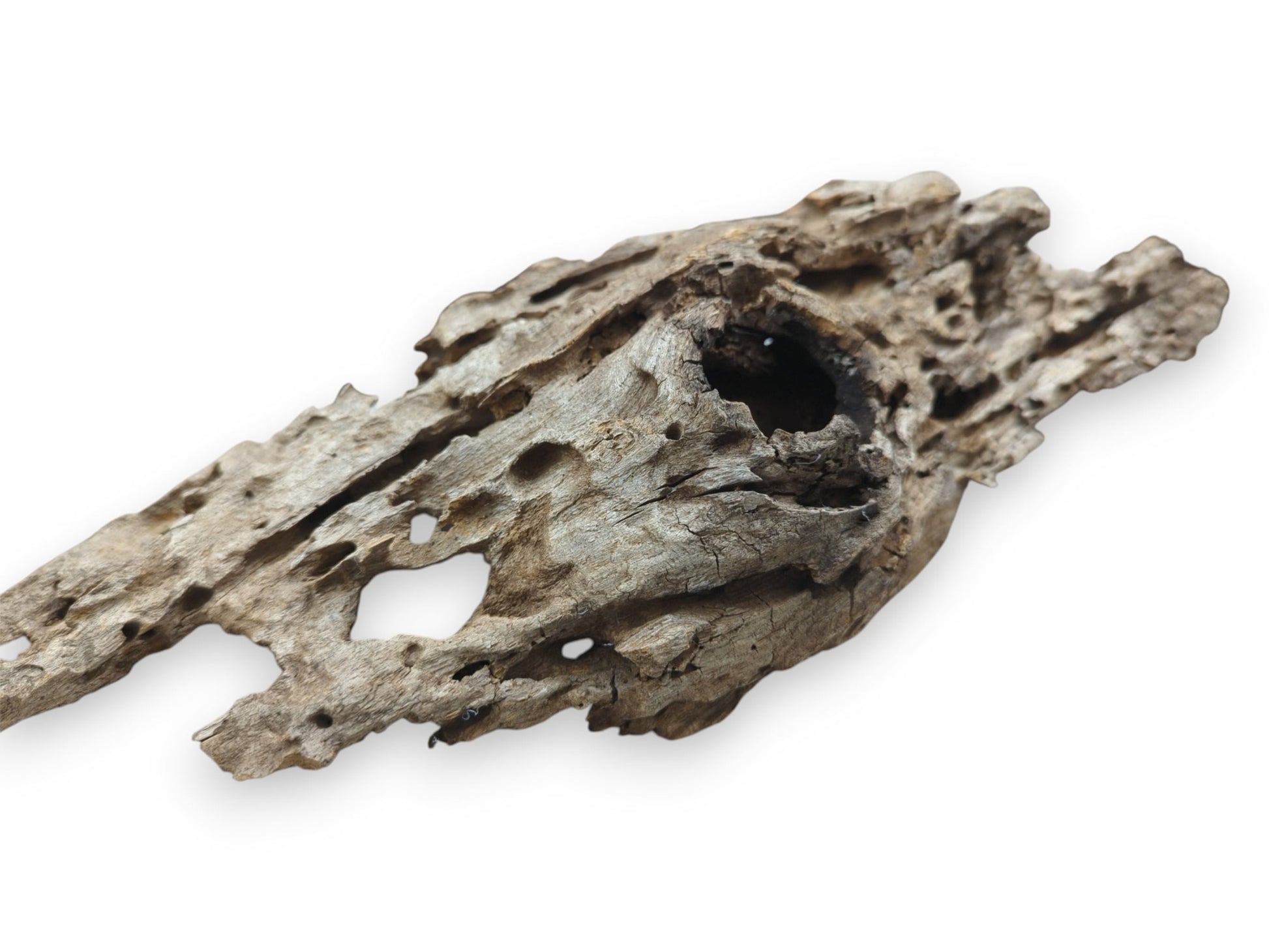 An oblique shot of a weathered wood piece riddled with holes and a larger dark cavity.