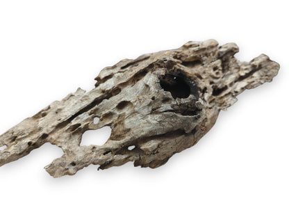 An oblique shot of a weathered wood piece riddled with holes and a larger dark cavity.