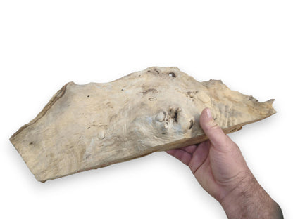 A hand holds a light brown, naturally shaped driftwood piece with a smooth surface and organic edges.
