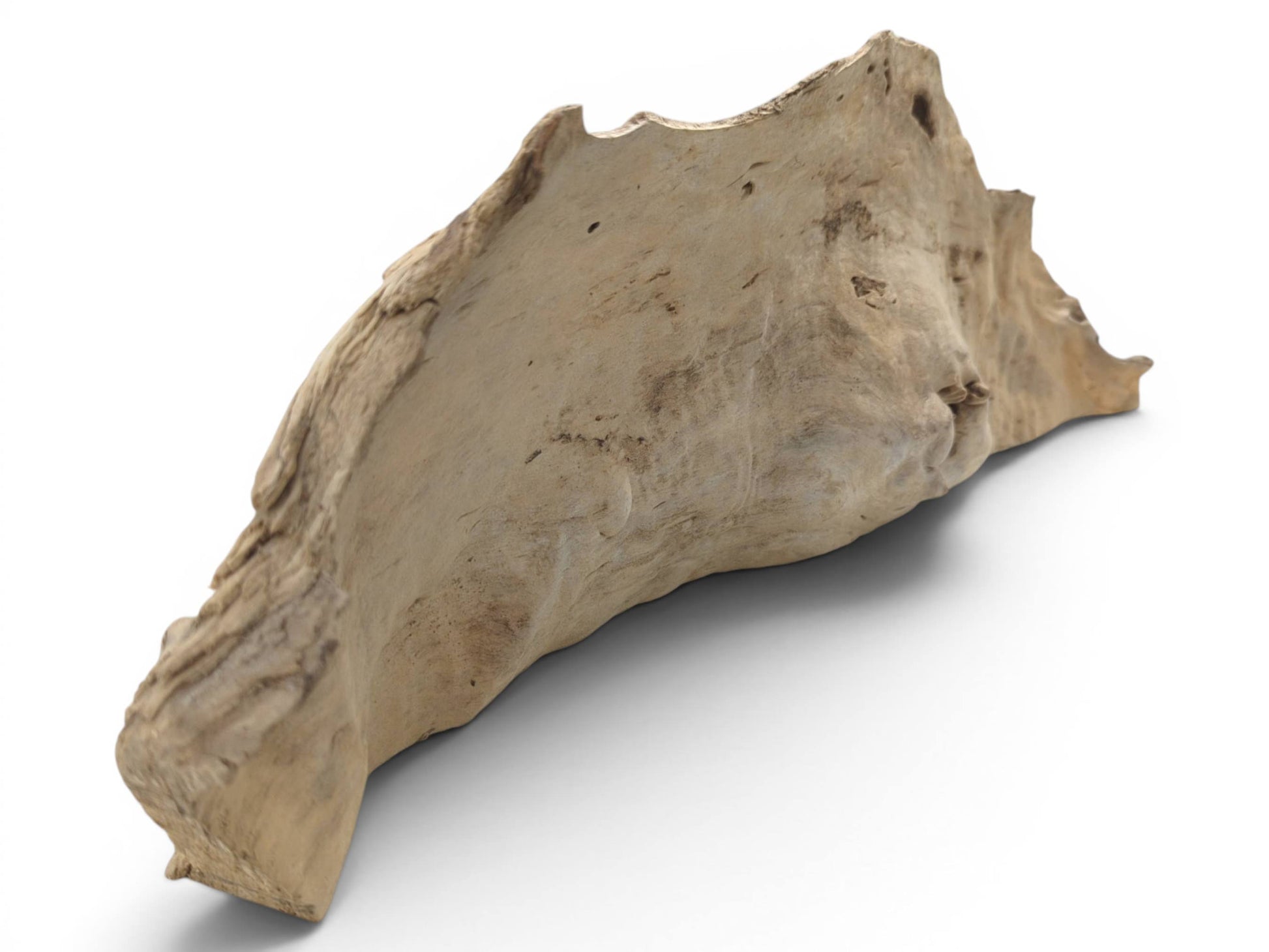A light brown, naturally shaped driftwood piece with rough, organic edges and a smooth surface.