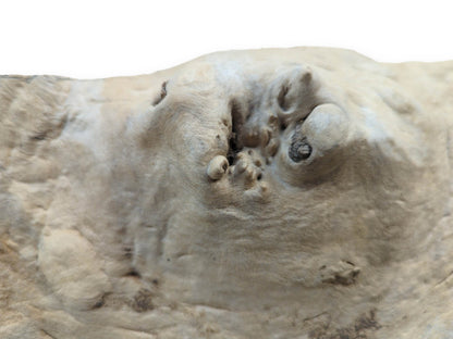 Close-up of a light-colored driftwood piece with a textured, organic surface and prominent knots.