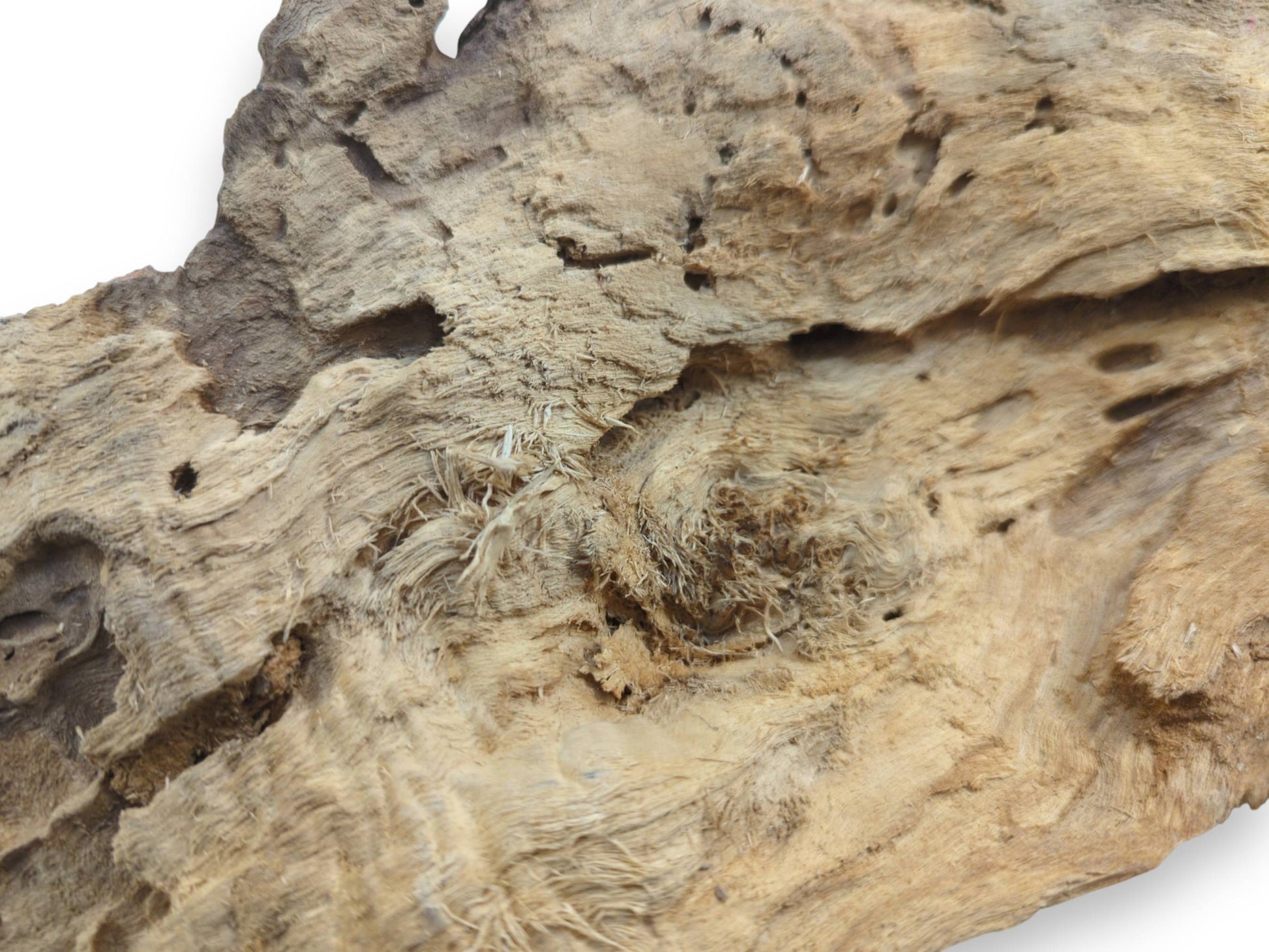 Close-up of a light brown driftwood piece with a rough, fibrous texture and natural holes.