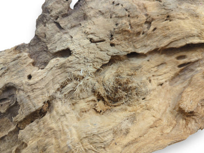 Close-up of a light brown driftwood piece with a rough, fibrous texture and natural holes.