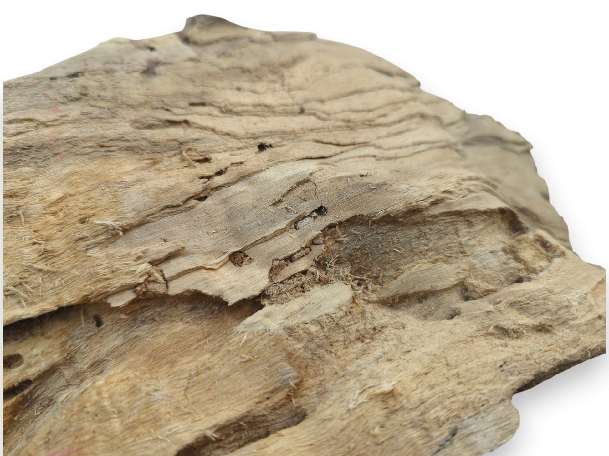 Close-up of a light brown driftwood piece with a rough, fibrous texture and natural holes.