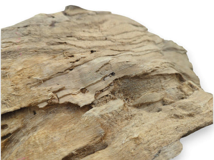 Close-up of a light brown driftwood piece with a rough, fibrous texture and natural holes.