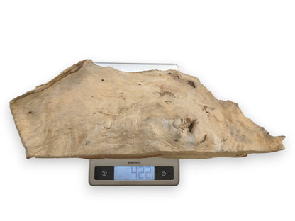 A large, light-colored driftwood piece with an organic shape and rough texture on a scale.